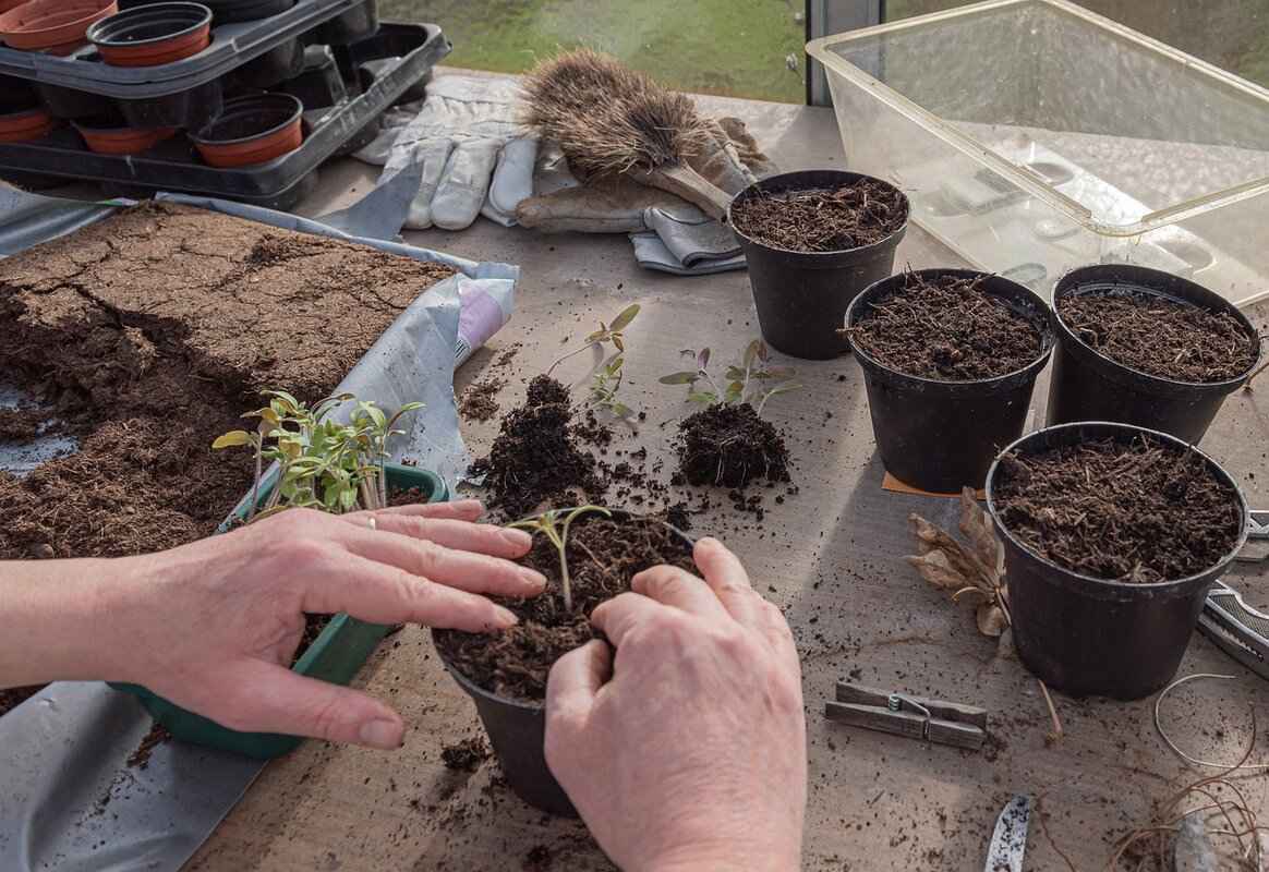 Transplanting Seedlings: When and How