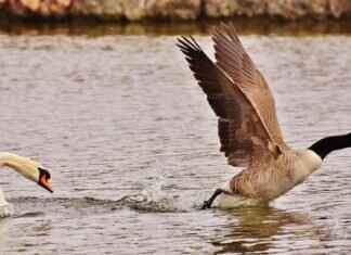 How to Handle International Inheritance Disputes? How to Handle International Inheritance Disputes?