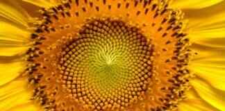 How to Identify a Female Seed: Tips for Gardening Enthusiasts How to Identify a Female Seed: Tips for Gardening Enthusiasts