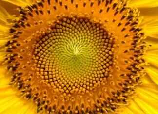 How to Identify a Female Seed: Tips for Gardening Enthusiasts How to Identify a Female Seed: Tips for Gardening Enthusiasts