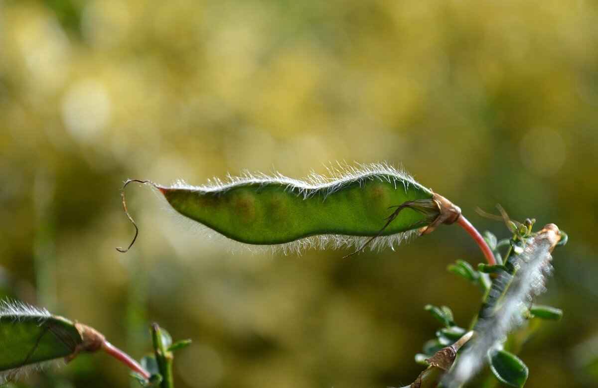Understanding the Basics of Seed Gender