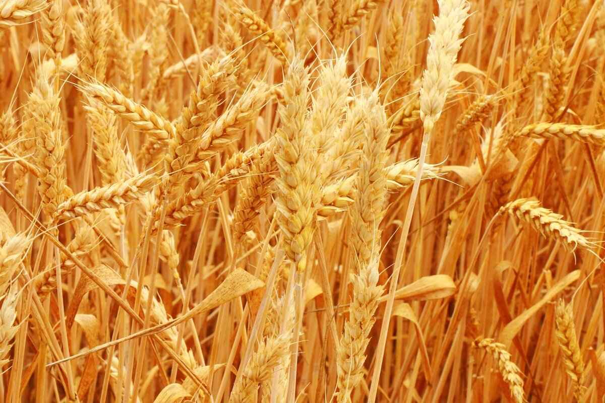 How to Join GM Transmission Class Action Lawsuit: A Guide for Affected Consumers 7 Understanding the Legal Process