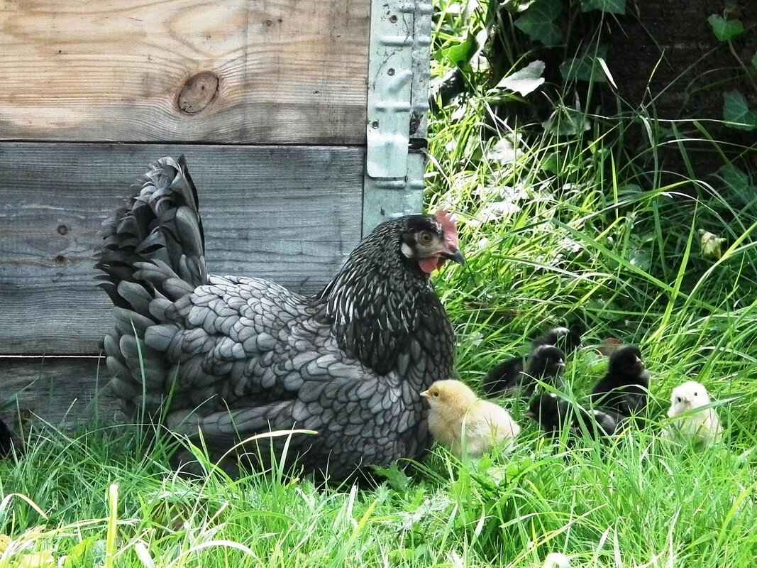 How to Keep Chickens Cool: Effective Summer Care Tips 6 Utilizing Fans and Misters in the Coop