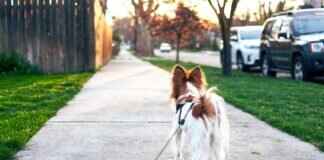 Köpeğinizi Yürüyüş Sırasında Yılan Isırıklarından Nasıl Korursunuz Köpeğinizi Yürüyüş Sırasında Yılan Isırıklarından Nasıl Korursunuz
