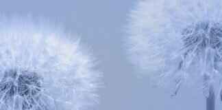 How to Know If Your Weed Is Laced: Easy Identification Guide How to Know If Your Weed Is Laced: Easy Identification Guide