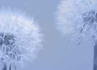 How to Know If Your Weed Is Laced: Easy Identification Guide How to Know If Your Weed Is Laced: Easy Identification Guide