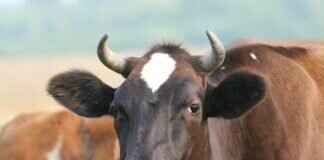 How to Learn Bengali: A Complete Guide for Beginners How to Learn Bengali: A Complete Guide for Beginners