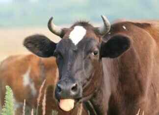 How to Learn Bengali: A Complete Guide for Beginners How to Learn Bengali: A Complete Guide for Beginners