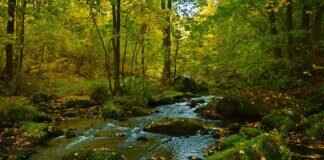 How to Live Stream with a GoPro, DJI Osmo Action, or Insta360 How to Live Stream with a GoPro, DJI Osmo Action, or Insta360