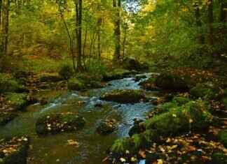 How to Live Stream with a GoPro, DJI Osmo Action, or Insta360 How to Live Stream with a GoPro, DJI Osmo Action, or Insta360