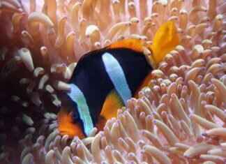 How to Lower Nitrite Levels in a Fish Tank: Best Practices How to Lower Nitrite Levels in a Fish Tank: Best Practices