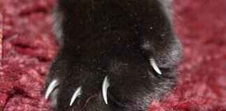 How to Make a Paw Patrol Cake at Home – Easy Step-by-Step Guide How to Make a Paw Patrol Cake at Home – Easy Step-by-Step Guide