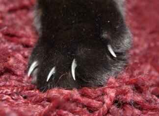 How to Make a Paw Patrol Cake at Home – Easy Step-by-Step Guide How to Make a Paw Patrol Cake at Home – Easy Step-by-Step Guide