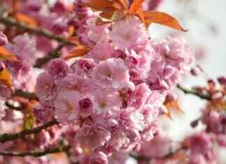 How to Make Authentic Japanese Tempura: Light & Crispy Every Time How to Make Authentic Japanese Tempura: Light & Crispy Every Time