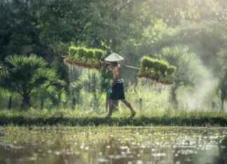 How to Make Fusion-Style Fried Rice with Global Flavors How to Make Fusion-Style Fried Rice with Global Flavors