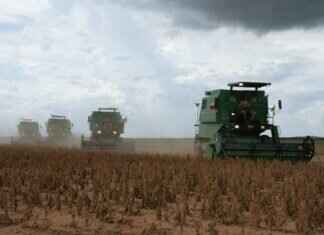 How to Make Homemade Soy Sauce from Scratch How to Make Homemade Soy Sauce from Scratch