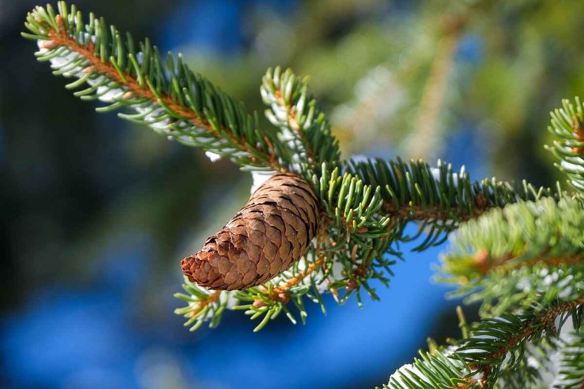 Installation Techniques for Pine Flooring