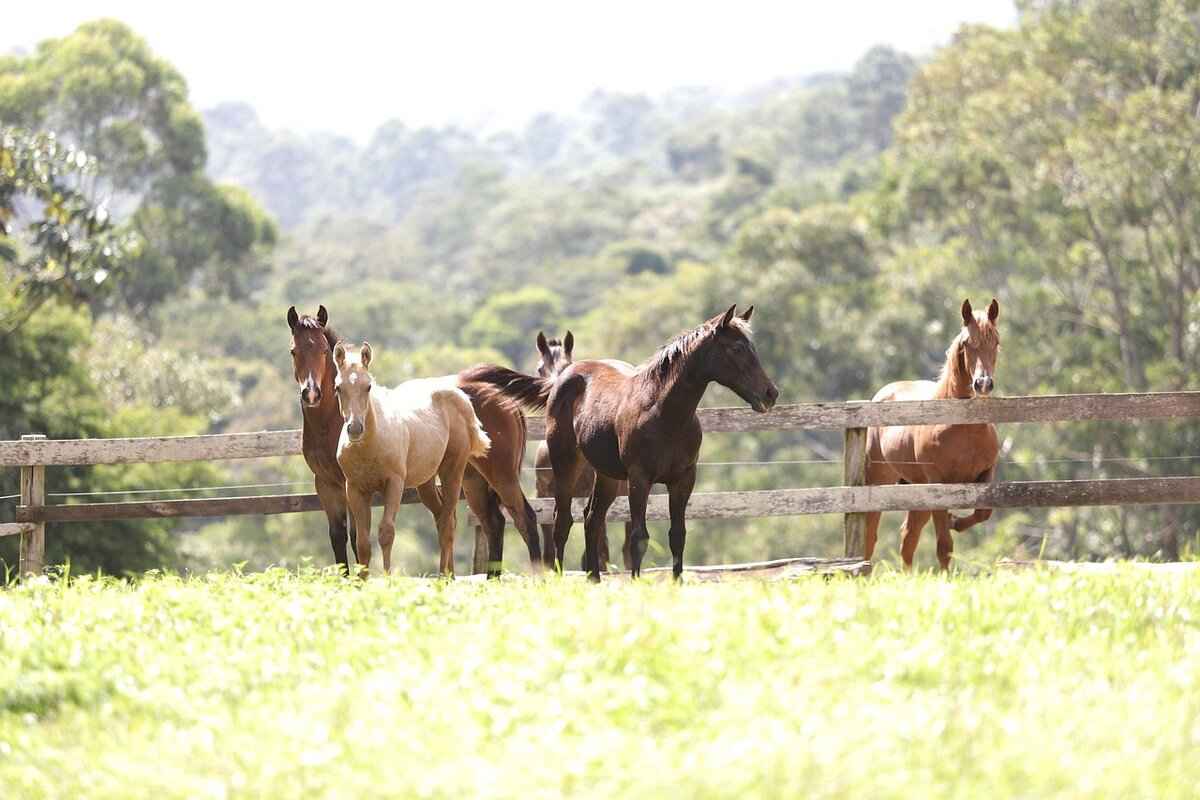 How to Measure Cowboy Hat Size: Tips for the Perfect Fit 1 Understanding Cowboy Hat Sizes