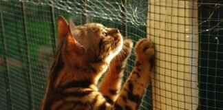 How to Navigate West Bengal’s Complex Political Landscape How to Navigate West Bengal’s Complex Political Landscape