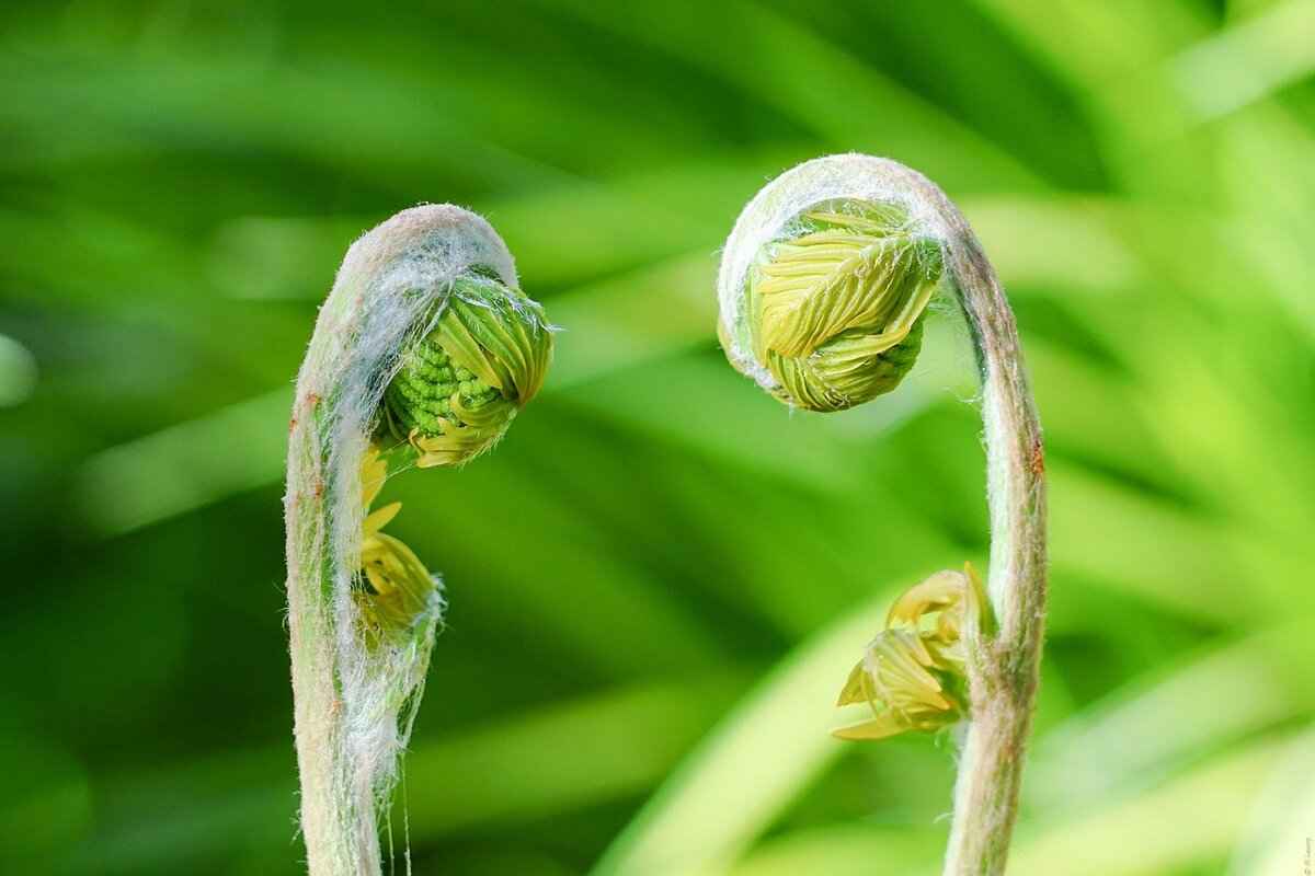 Benefits of Dual Citizenship