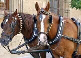 How to Open a Cart: Tips for Easy Setup How to Open a Cart: Tips for Easy Setup