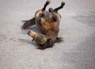 How to Pack a Cone: The Ultimate Rolling Guide How to Pack a Cone: The Ultimate Rolling Guide