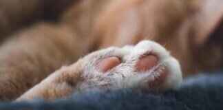 How to Plan a Paw Patrol-Themed Birthday Party How to Plan a Paw Patrol-Themed Birthday Party