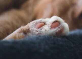 How to Plan a Paw Patrol-Themed Birthday Party How to Plan a Paw Patrol-Themed Birthday Party