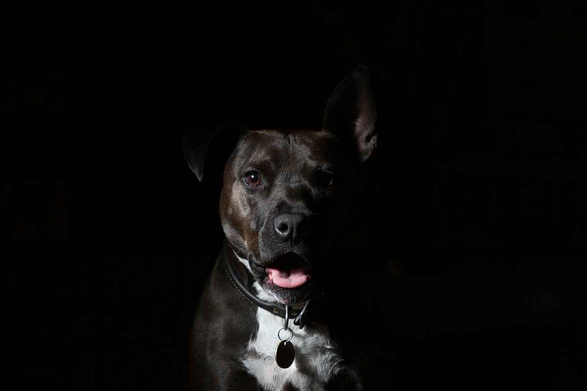 Understanding Dog Behavior