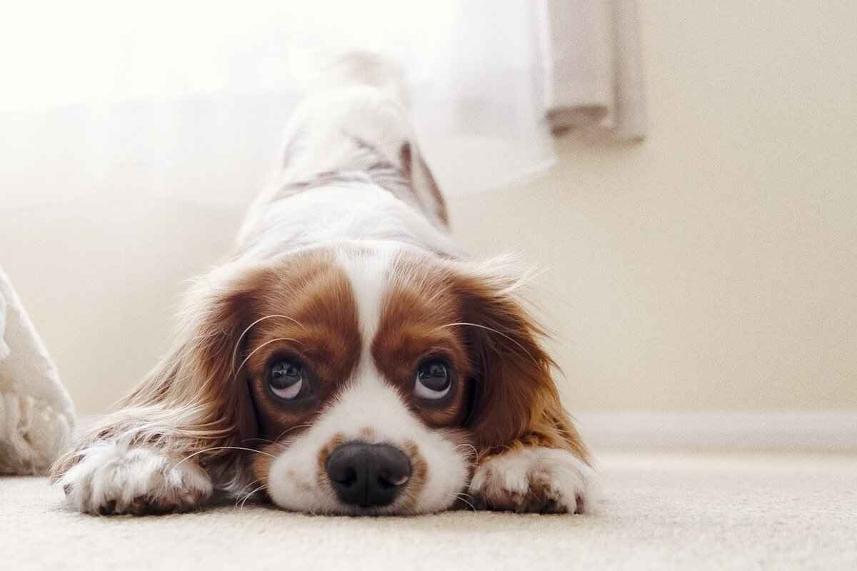 Socialization and Training for Dogs