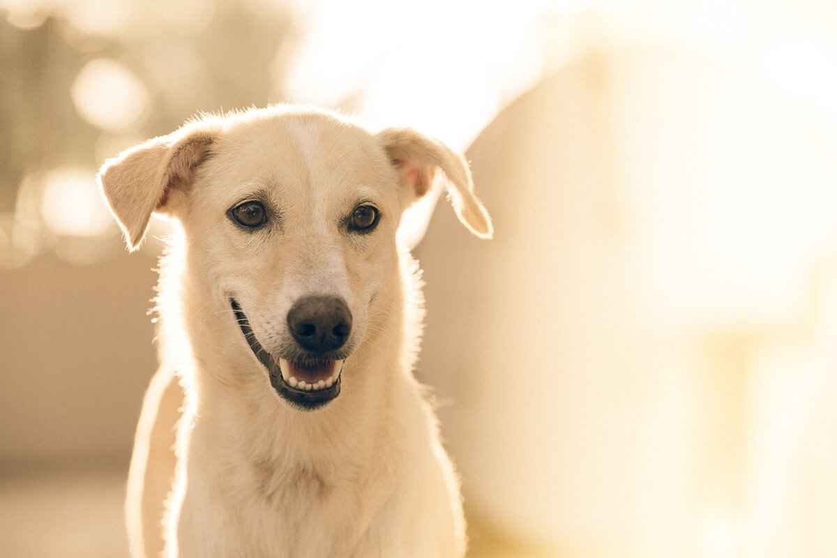 What to Do If a Bite Occurs