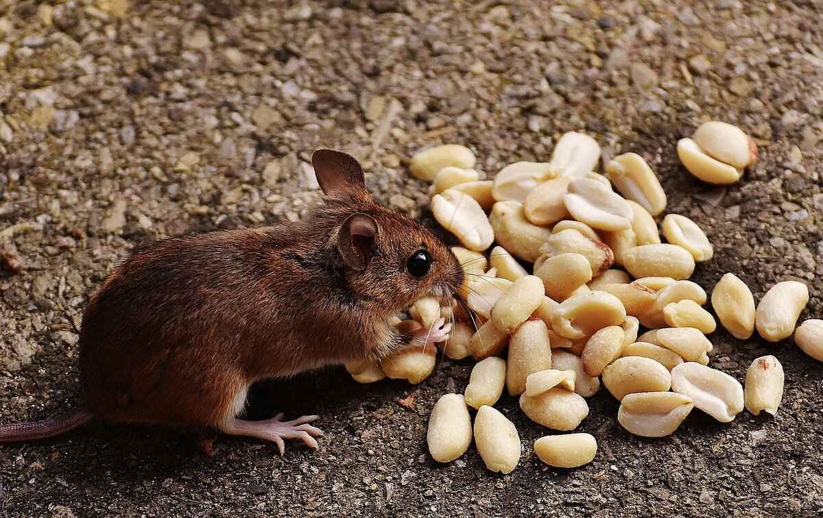 Understanding the Risks of Mice in Your RV