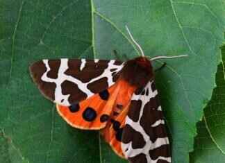 How to Protect Your Night Dresses from Moths and Fabric Damage How to Protect Your Night Dresses from Moths and Fabric Damage