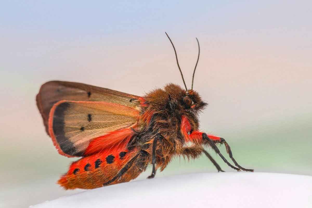 How to Protect Your Night Dresses from Moths and Fabric Damage 6 How to Handle an Active Moth Infestation?
