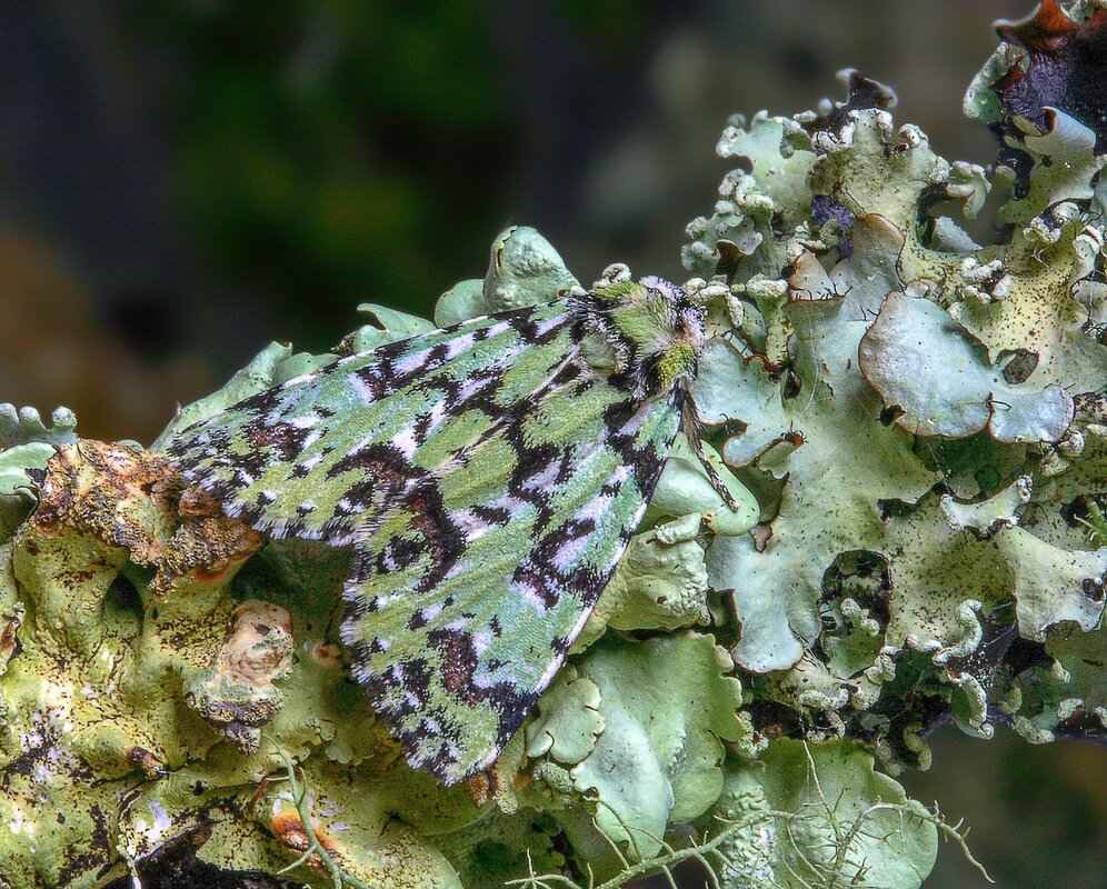 How to Protect Your Night Dresses from Moths and Fabric Damage 7 Long-Term Strategies for Moth Prevention