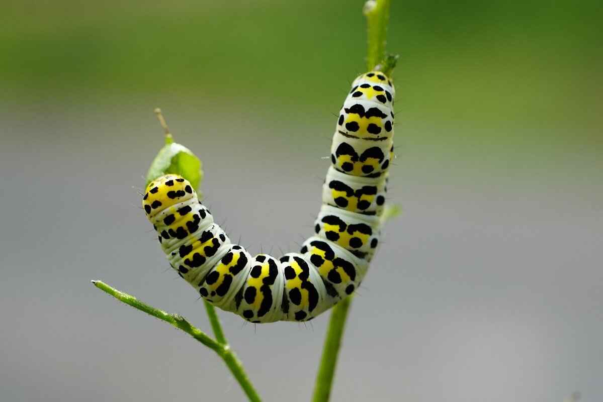 How to Protect Your Night Dresses from Moths and Fabric Damage 2 How to Identify Moth Infestations?