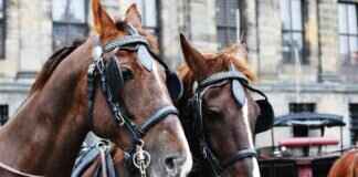 How to Prove Defamation or Verbal Abuse? How to Prove Defamation or Verbal Abuse?