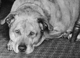 How to Put Out a Fire Pit: Safe and Efficient Methods How to Put Out a Fire Pit: Safe and Efficient Methods