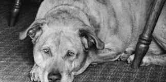 How to Put Out a Fire Pit: Safe and Efficient Methods How to Put Out a Fire Pit: Safe and Efficient Methods