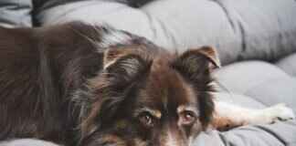 How to Recognize a Serious Dog Bite – Symptoms That Require a Doctor How to Recognize a Serious Dog Bite – Symptoms That Require a Doctor