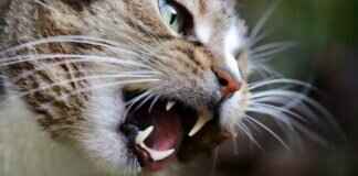 How to Relieve Pain After Teeth Cleaning: Tips for Comfort How to Relieve Pain After Teeth Cleaning: Tips for Comfort