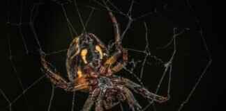 How to Remove Mouse Trap Glue: Quick and Easy Solutions How to Remove Mouse Trap Glue: Quick and Easy Solutions