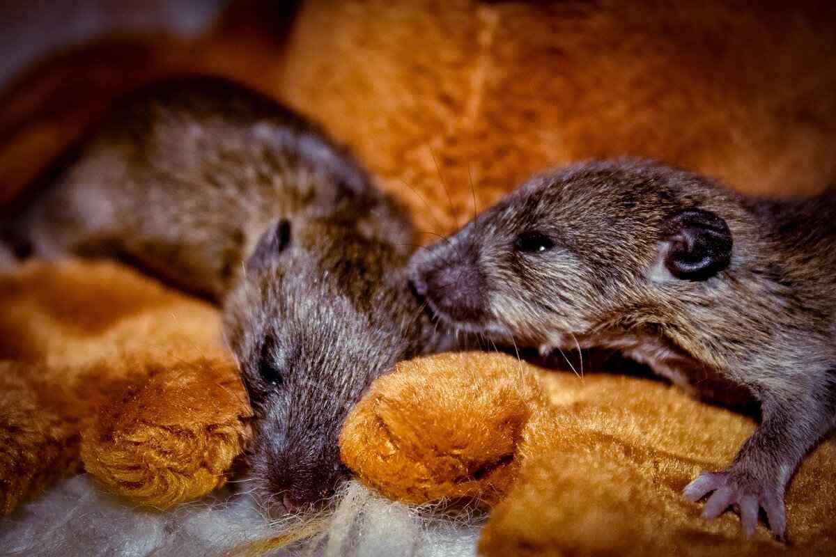 Why Is It Important to Remove Mouse Trap Glue?