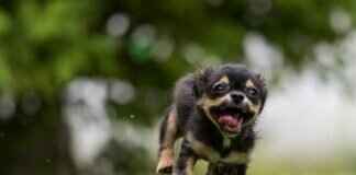 How to Remove Wind Noise from Action Camera Videos (Easy Fixes) How to Remove Wind Noise from Action Camera Videos (Easy Fixes)