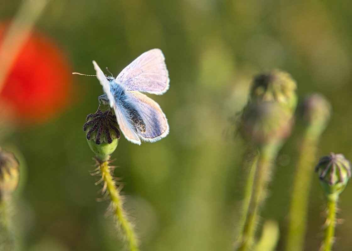 Essential Tools for Removal