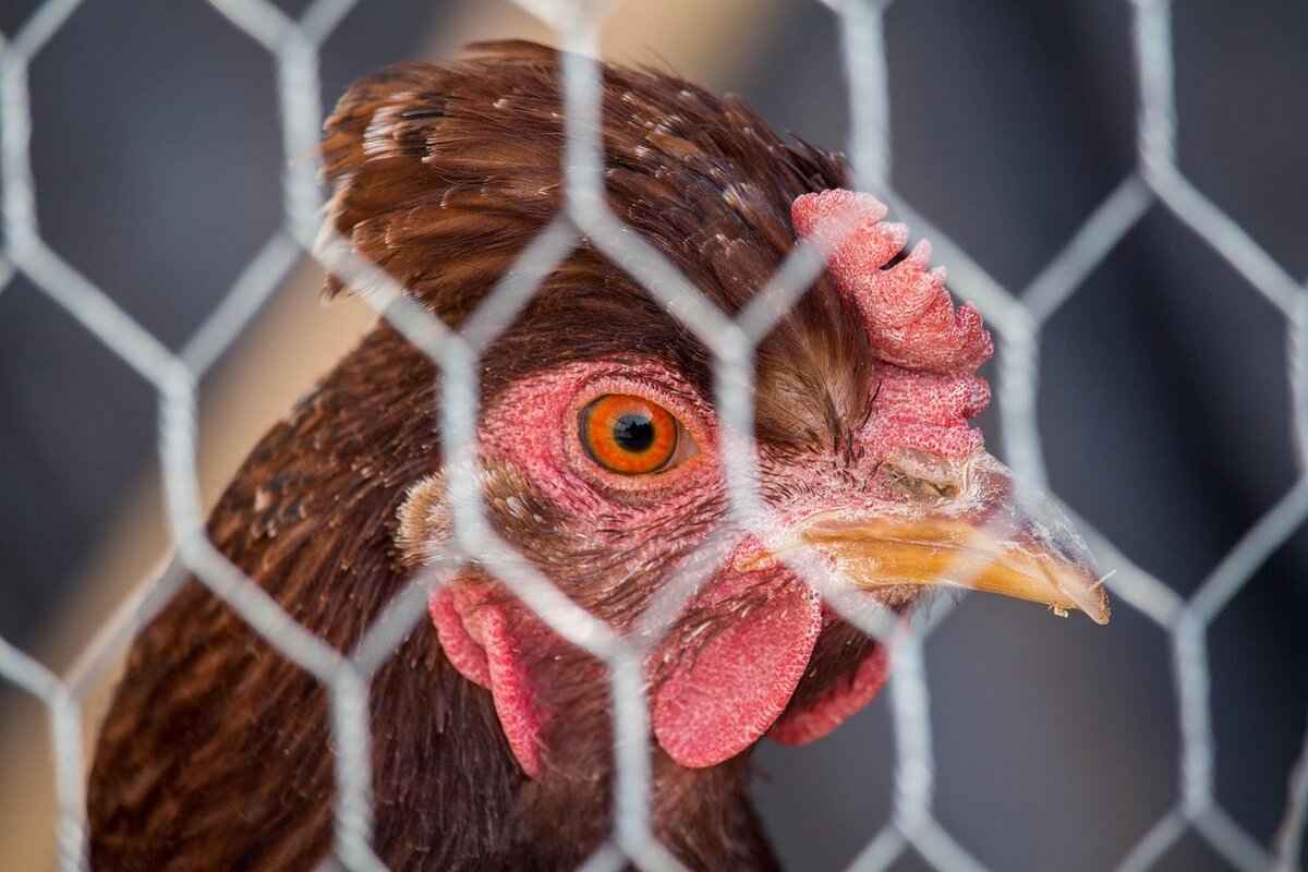 Exploring Archcraft: Desktop Environment and Features