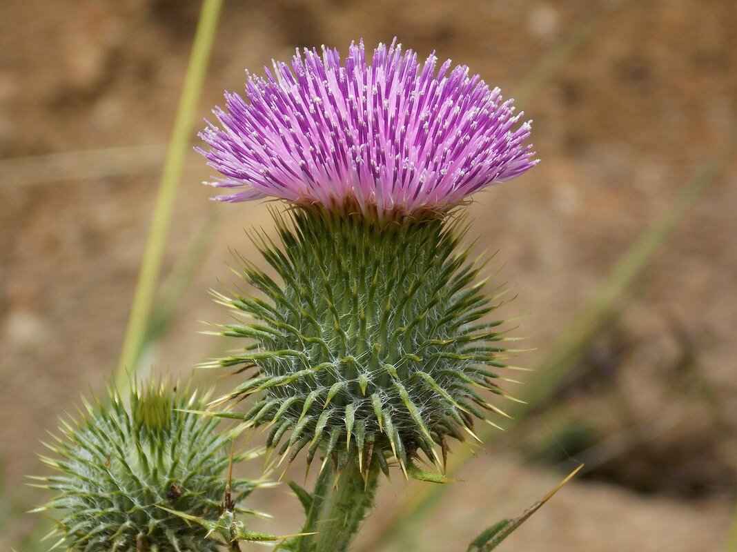 How to Sharpen a Paralyzer Spear: A Step-by-Step Tutorial 7 Common Mistakes to Avoid When Sharpening