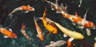 How to Shoot Incredible Underwater Videos with an Action Camera How to Shoot Incredible Underwater Videos with an Action Camera