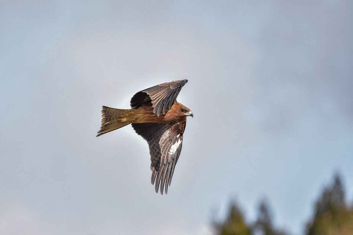 Editing Your POV Videos for Maximum Impact