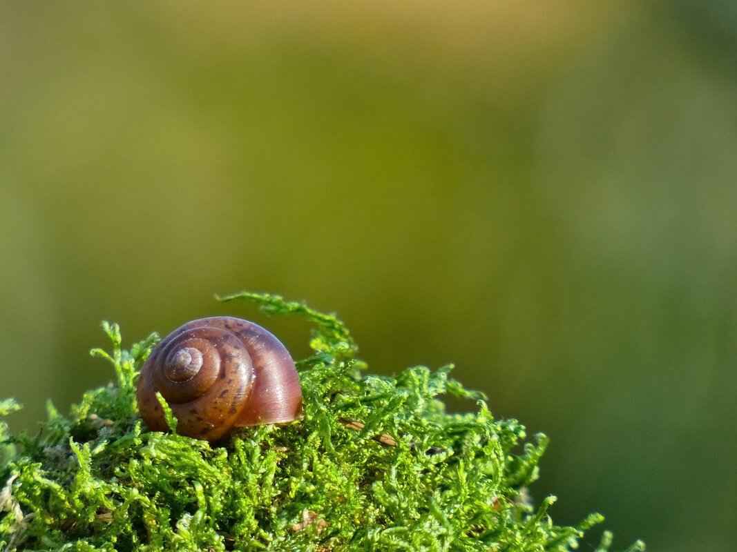 How to Shoot Slow Motion with an Action Camera: Step-by-Step Guide 1 What is Slow Motion and Why Use It?